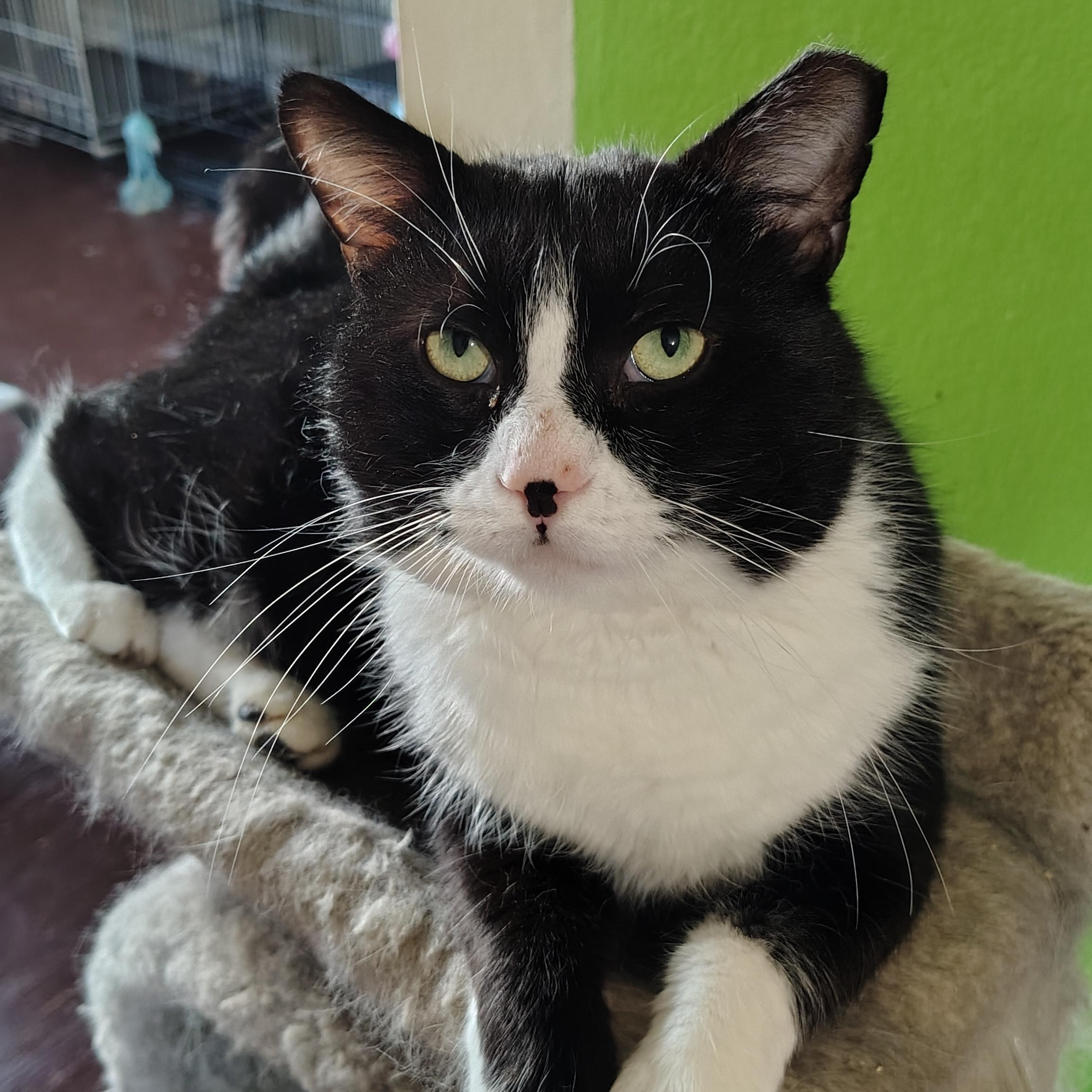 Henry, ADOPTABLE, Adult Male Domestic Short Hair.