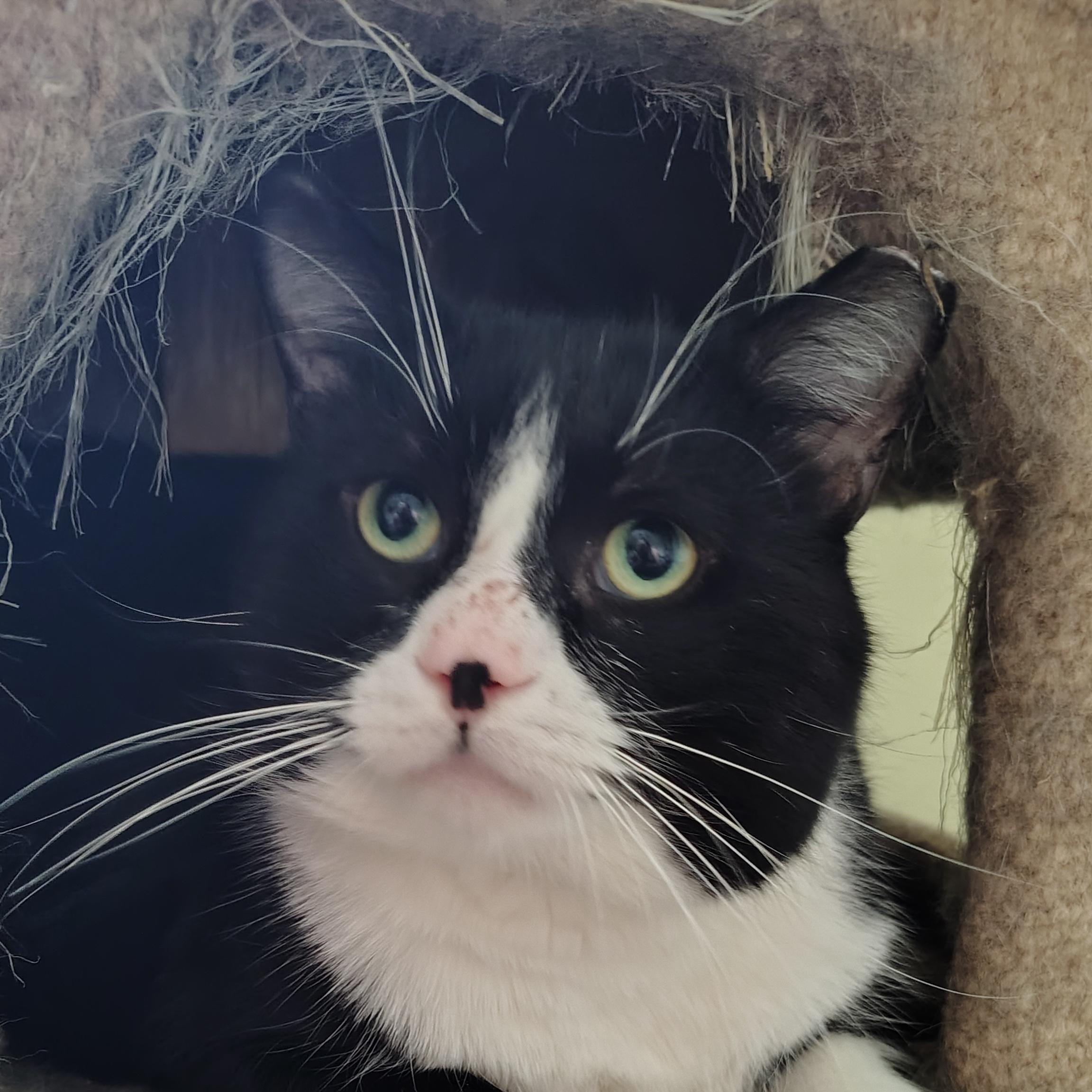 Henry, a ADOPTABLE Domestic Short Hair in Buffalo, NY image 3/3