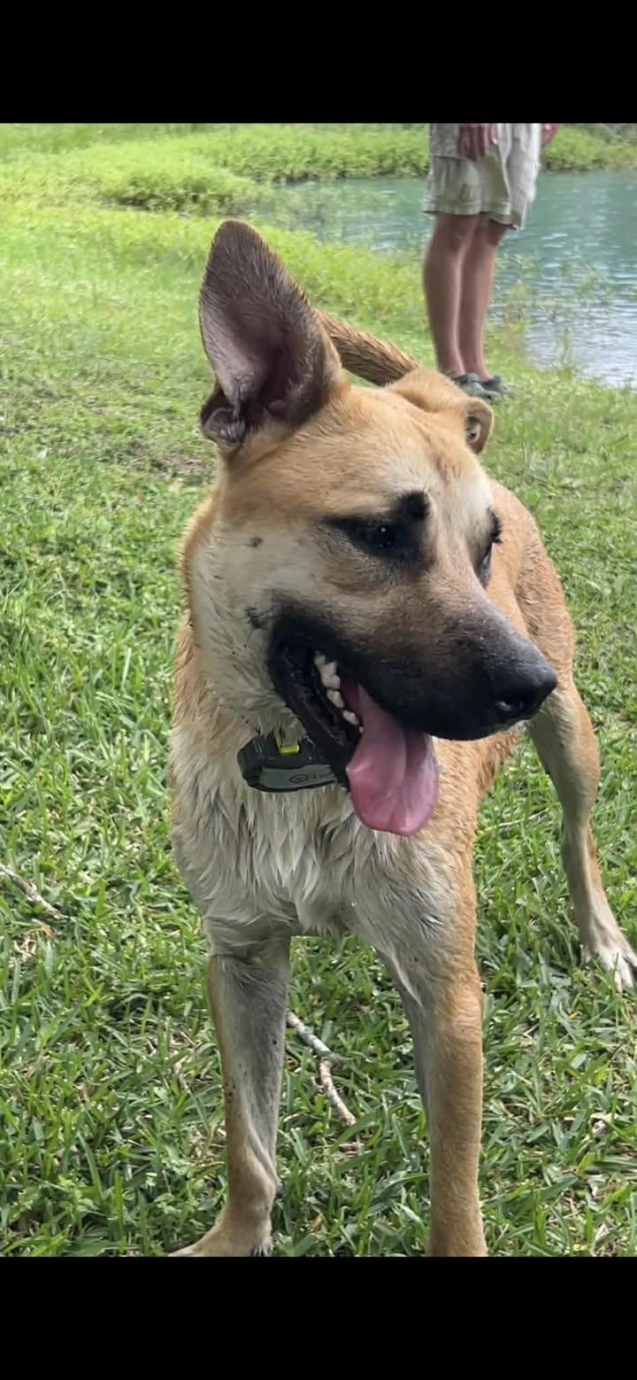 Enlarge Ryder, a ADOPTABLE Black Mouth Cur in Port Lavaca, TX image 1/5