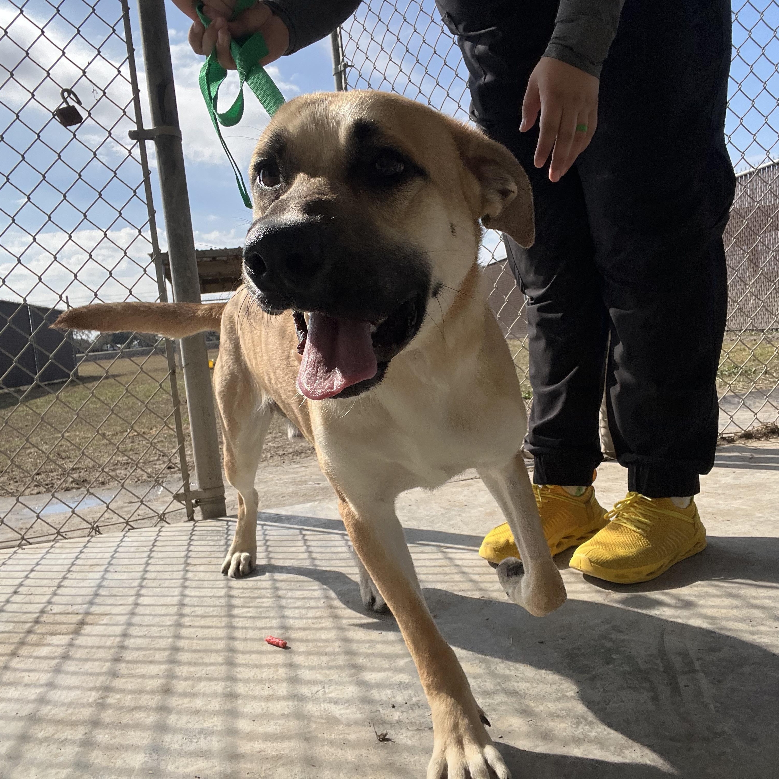 Ryder, ADOPTABLE, Young Male Black Mouth Cur.