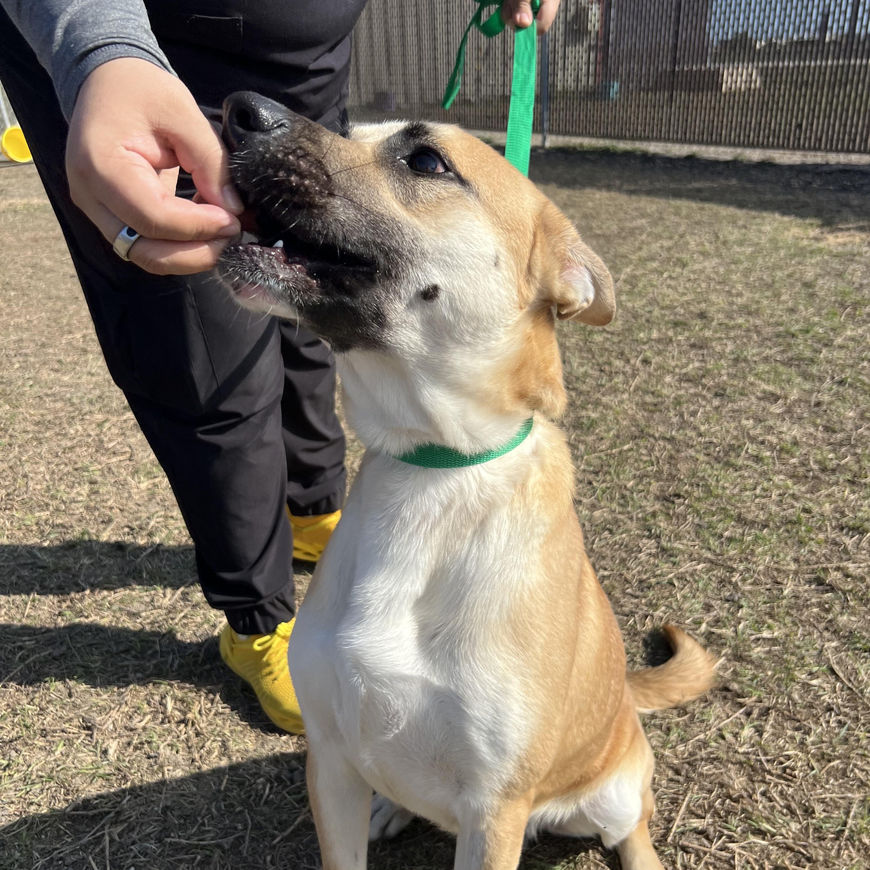 Ryder, a ADOPTABLE Black Mouth Cur in Port Lavaca, TX image 2/5