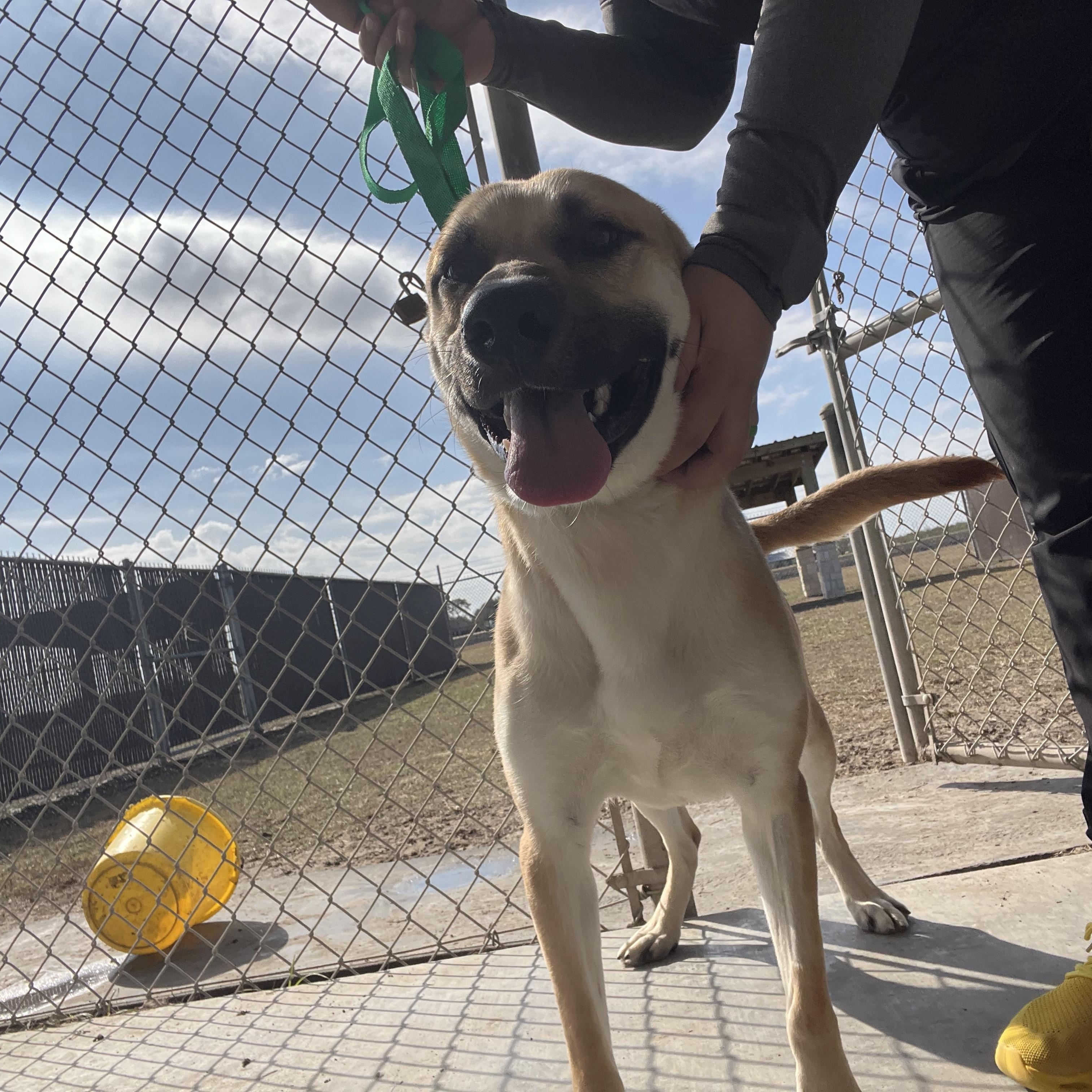 Ryder, a ADOPTABLE Black Mouth Cur in Port Lavaca, TX image 3/5