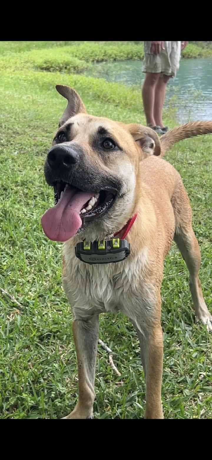 Enlarge Ryder, a ADOPTABLE Black Mouth Cur in Port Lavaca, TX image 2/5