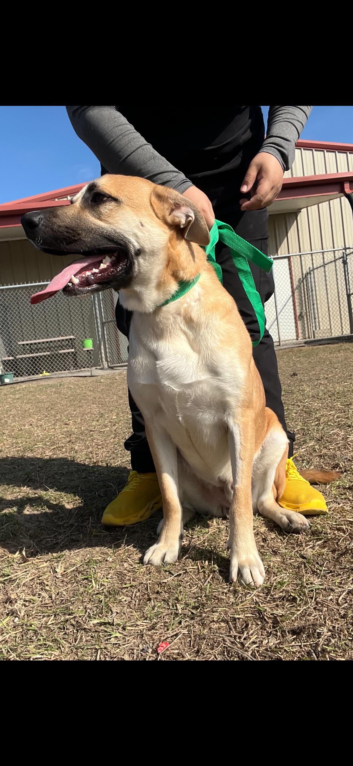 Ryder, a ADOPTABLE Black Mouth Cur in Port Lavaca, TX image 4/5