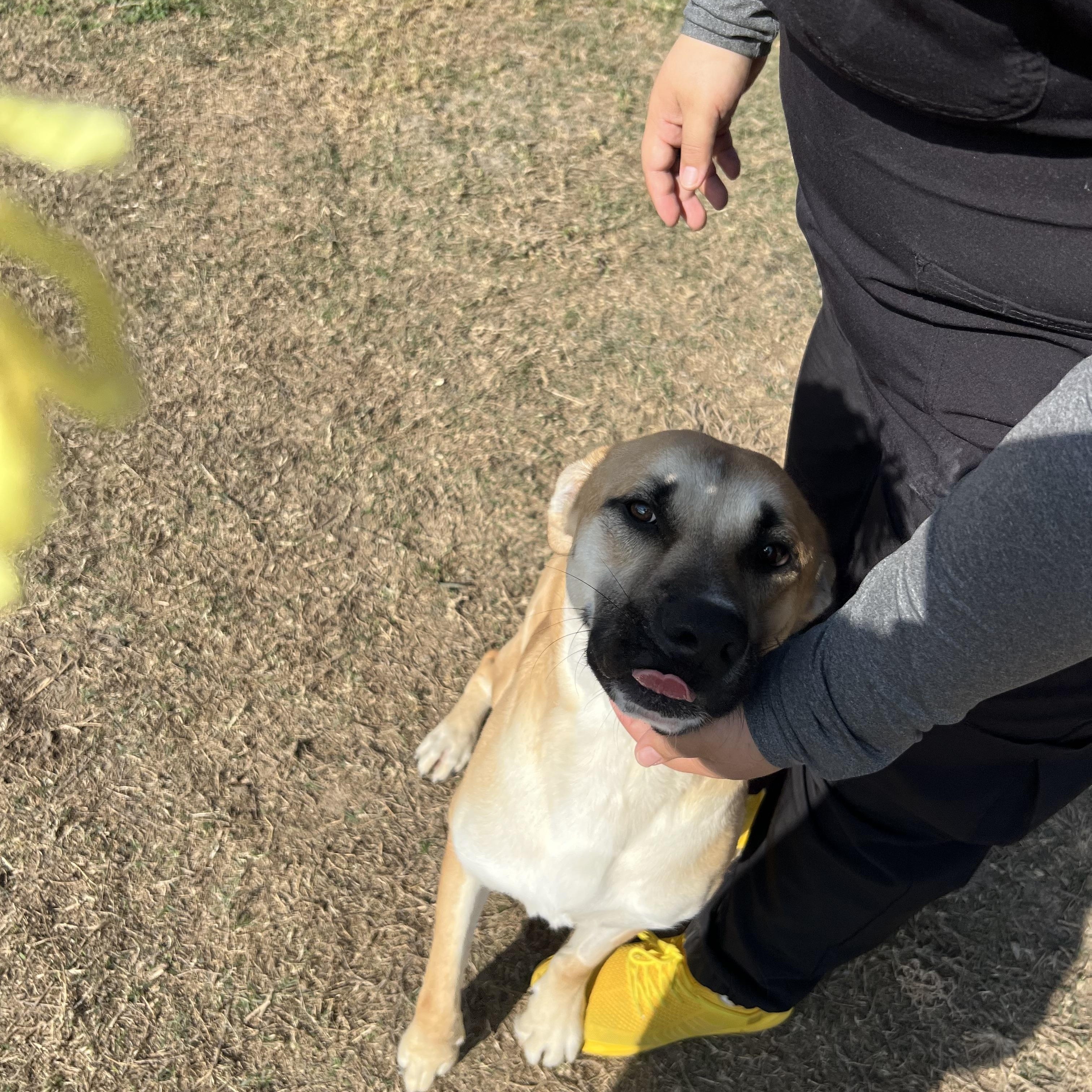 Ryder, a ADOPTABLE Black Mouth Cur in Port Lavaca, TX image 5/5