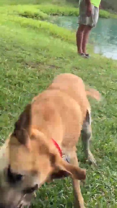 Enlarge Ryder, a ADOPTABLE Black Mouth Cur in Port Lavaca, TX video 3/5