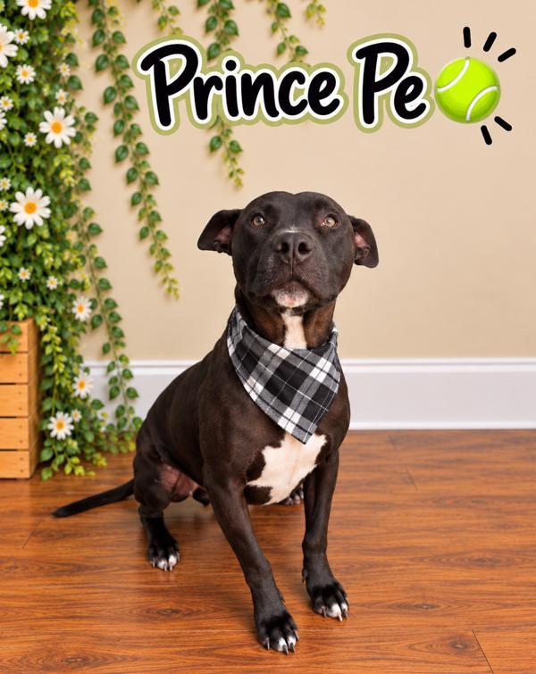 Enlarge Prince Pe, a Adoptable mixed breed in Lafayette, LA image 2/2