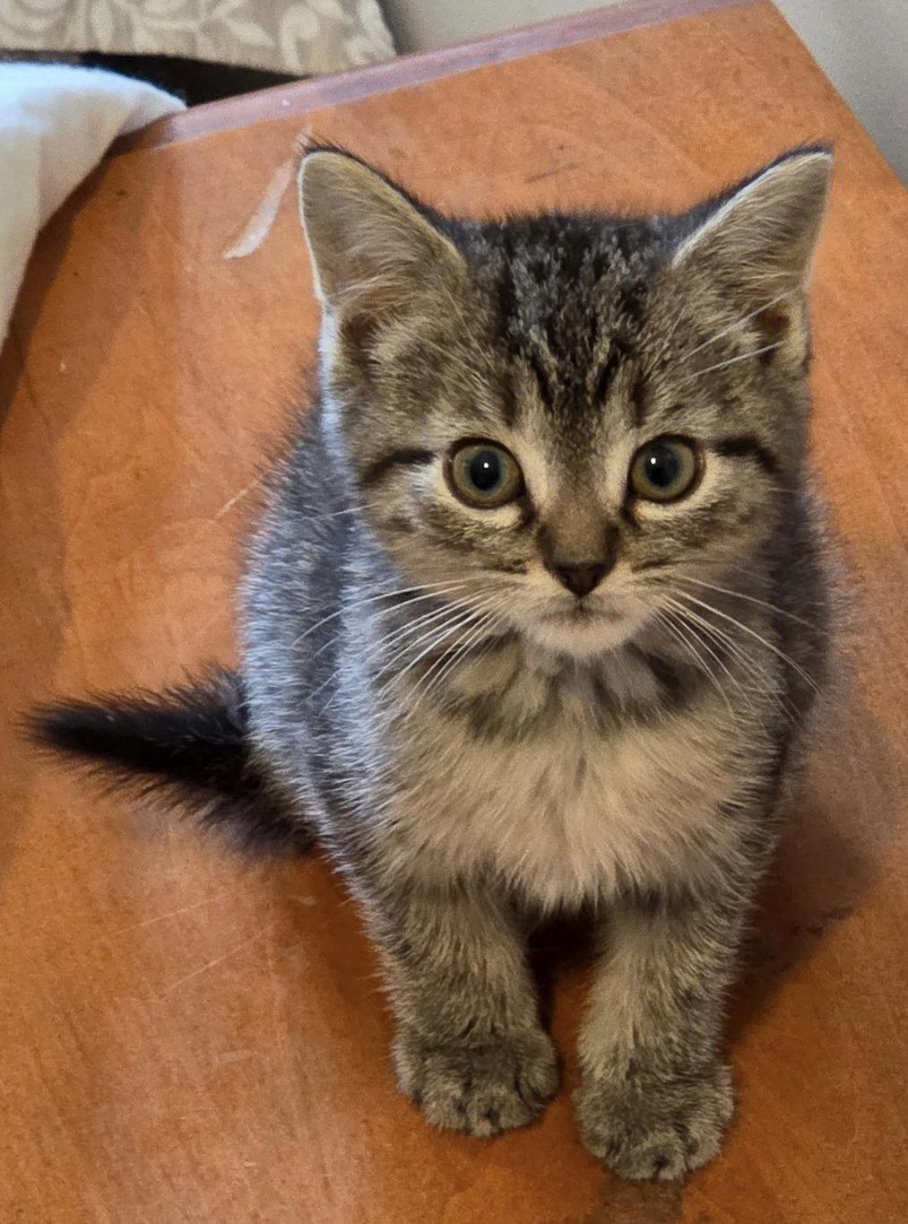 Sucre's Biggie KITTEN, Adopted, Kitten Male Domestic Short Hair.