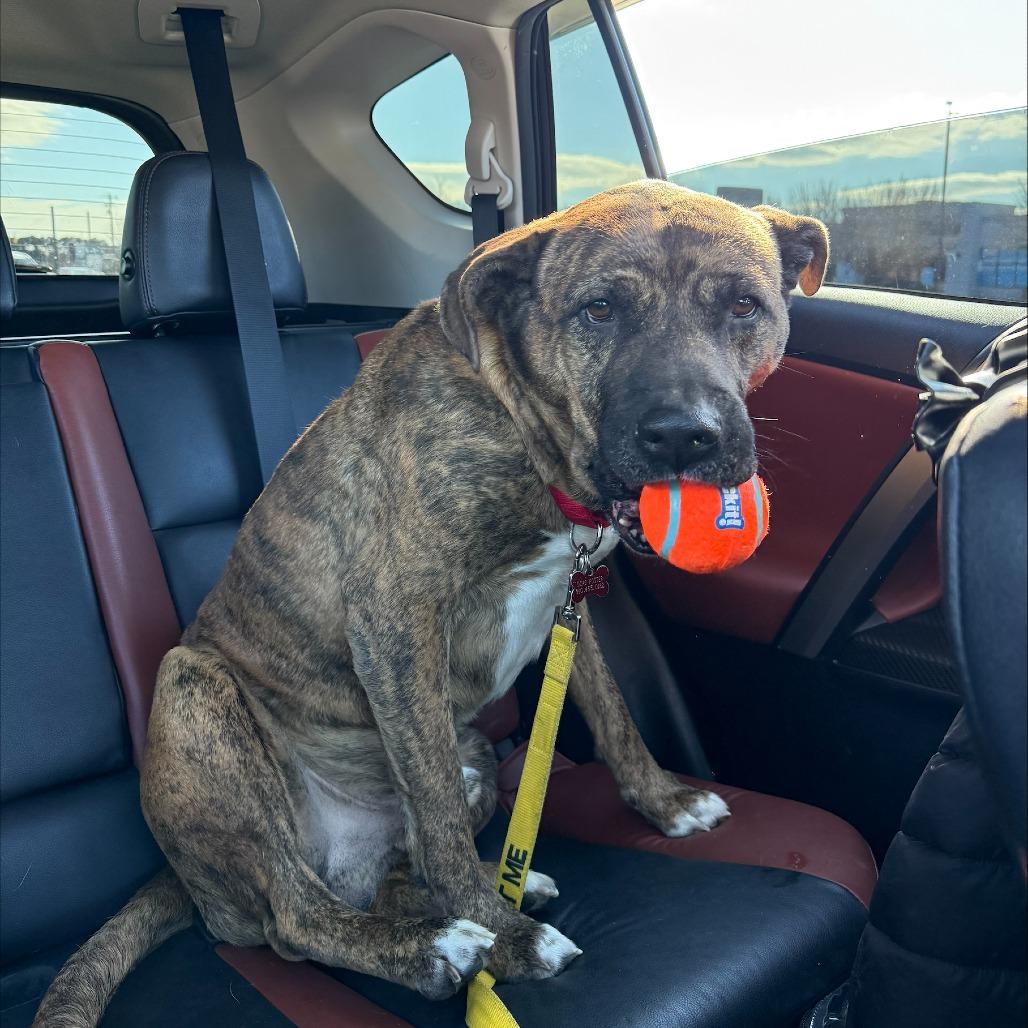 Enlarge Kenny, a ADOPTABLE Mixed Breed in Beulaville, NC image 2/6