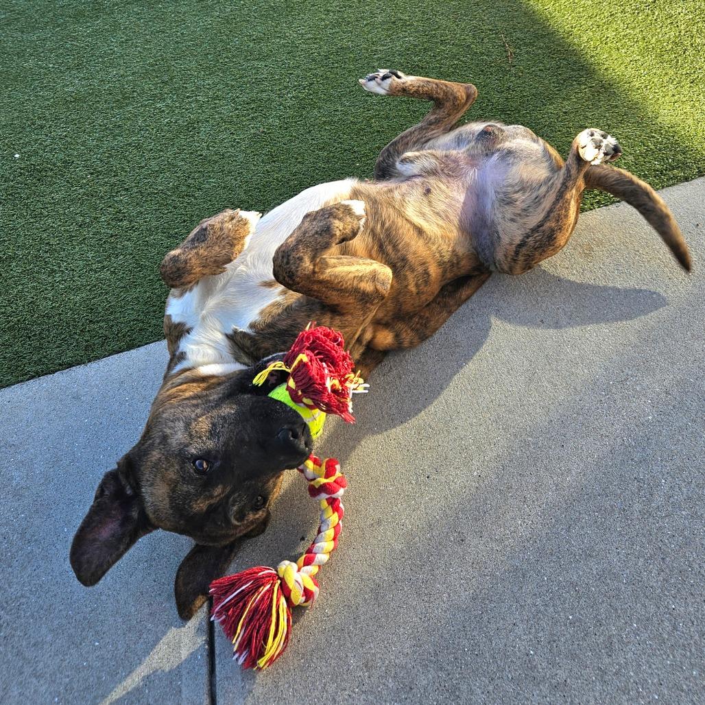 Enlarge Kenny, a ADOPTABLE Mixed Breed in Beulaville, NC image 5/6