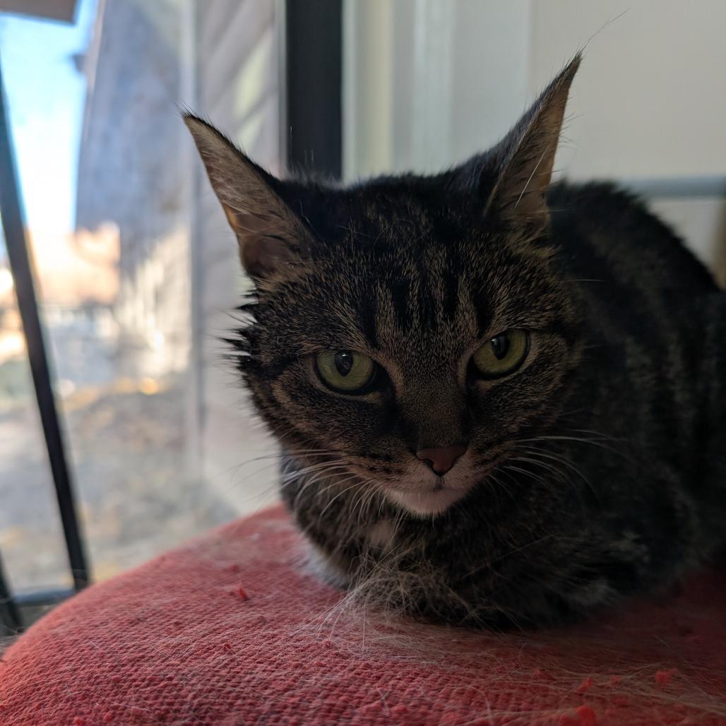 Enlarge Lucille, a ADOPTABLE Domestic Short Hair in Evanston, IL image 1/1