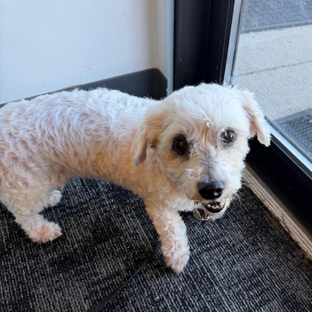 Daisy Mae, Adoptable, Senior Female Shih Tzu.