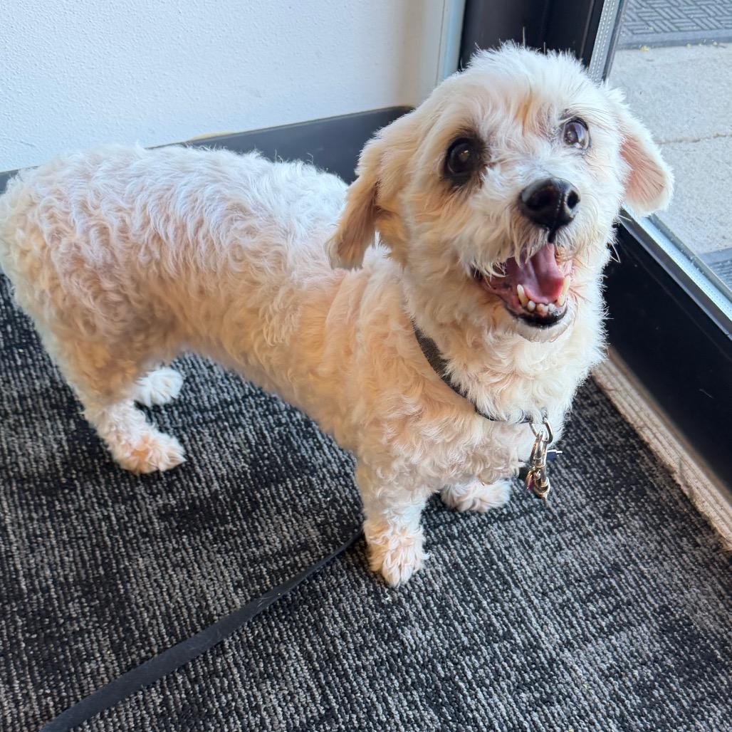 Enlarge Daisy Mae, a Adoptable Shih Tzu in Fond Du Lac, WI image 2/4