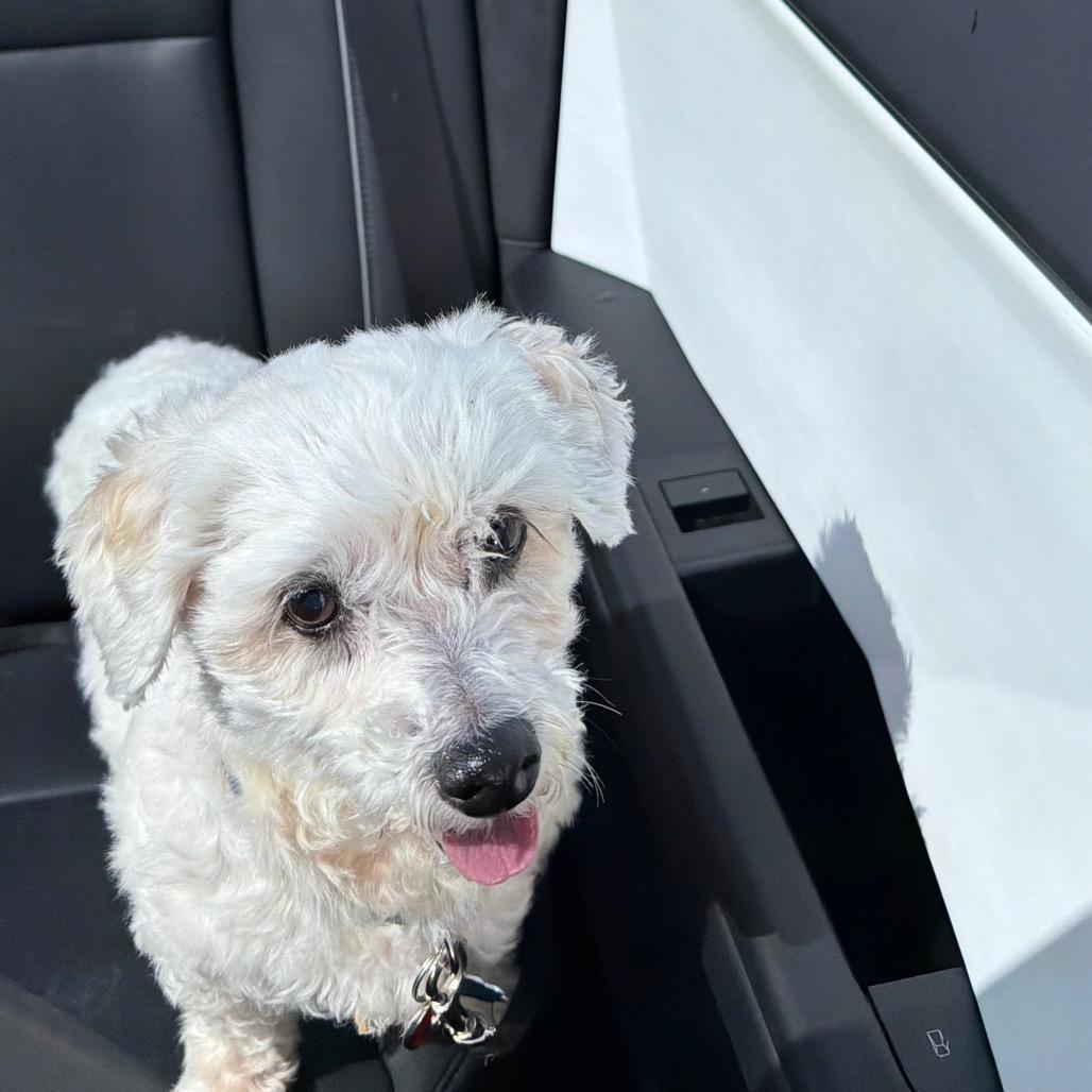 Enlarge Daisy Mae, a Adoptable Shih Tzu in Fond Du Lac, WI image 3/4