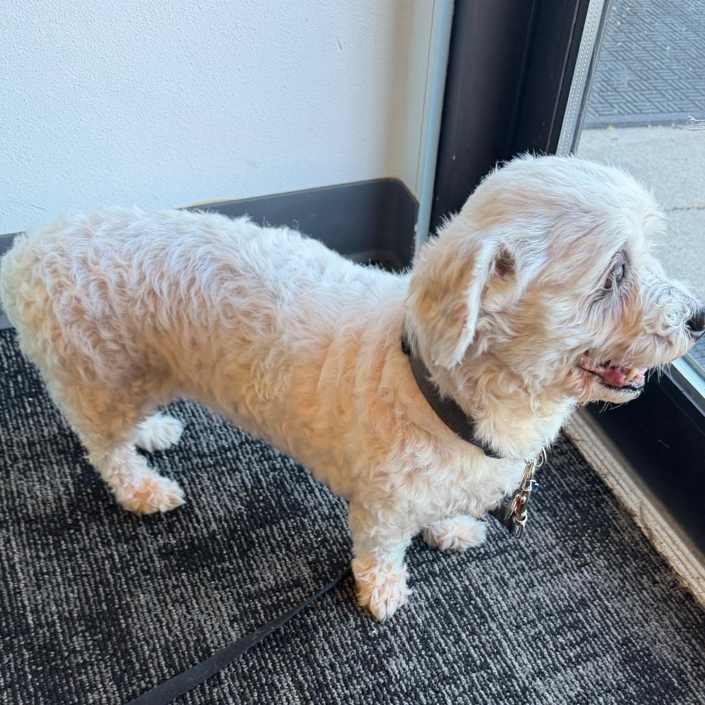 Enlarge Daisy Mae, a Adoptable Shih Tzu in Fond Du Lac, WI image 4/4