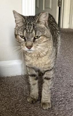 Enlarge Oscar  (FIV POSITIVE), a ADOPTABLE Domestic Short Hair in Duluth, GA image 4/4