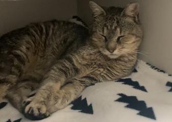 Enlarge Oscar  (FIV POSITIVE), a ADOPTABLE Domestic Short Hair in Duluth, GA image 3/4