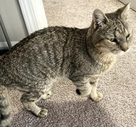 Oscar  (FIV POSITIVE), ADOPTABLE, Senior Male Domestic Short Hair.