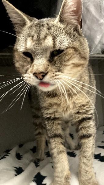 Enlarge Oscar  (FIV POSITIVE), a ADOPTABLE Domestic Short Hair in Duluth, GA image 2/4