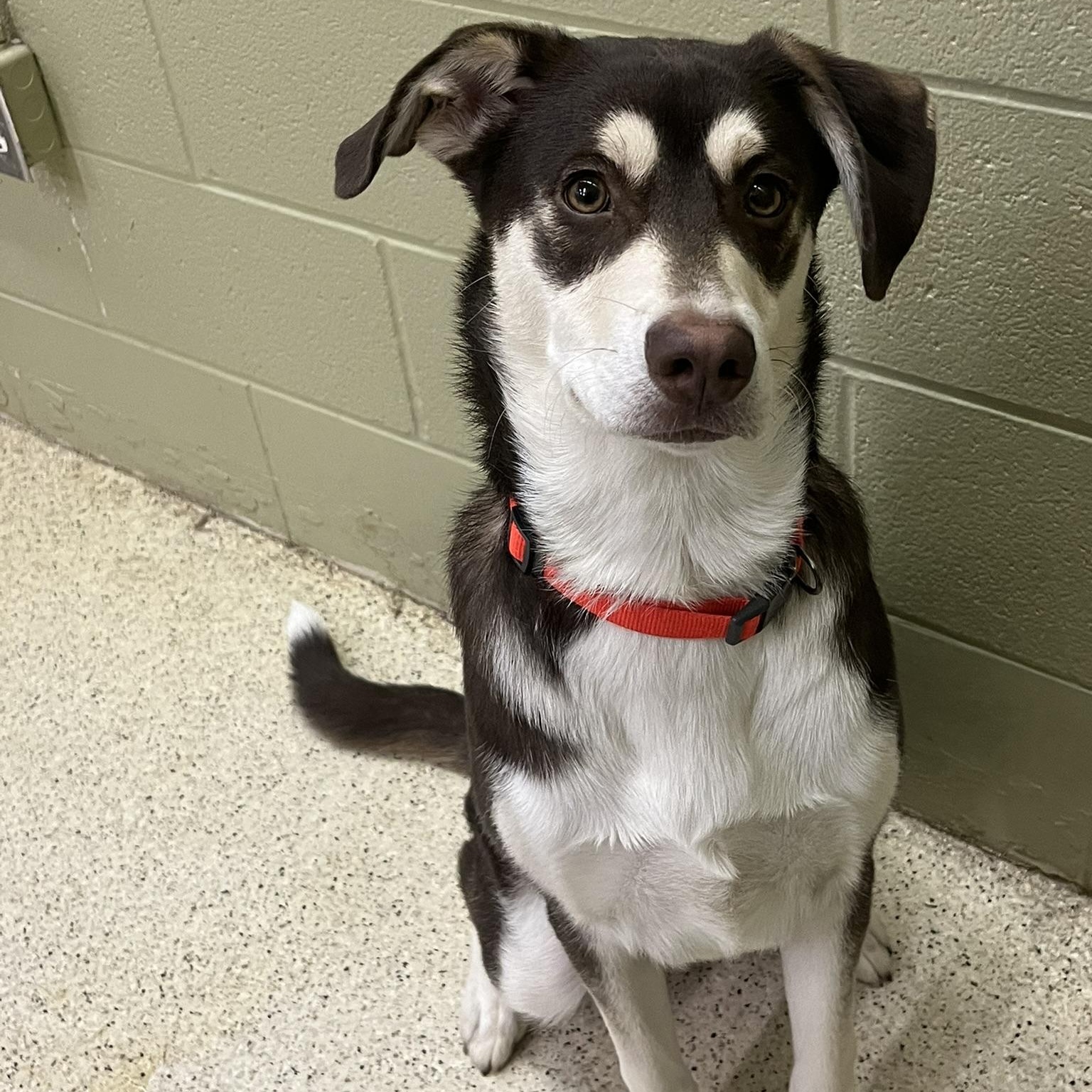 Biscoff — thumbnail 2