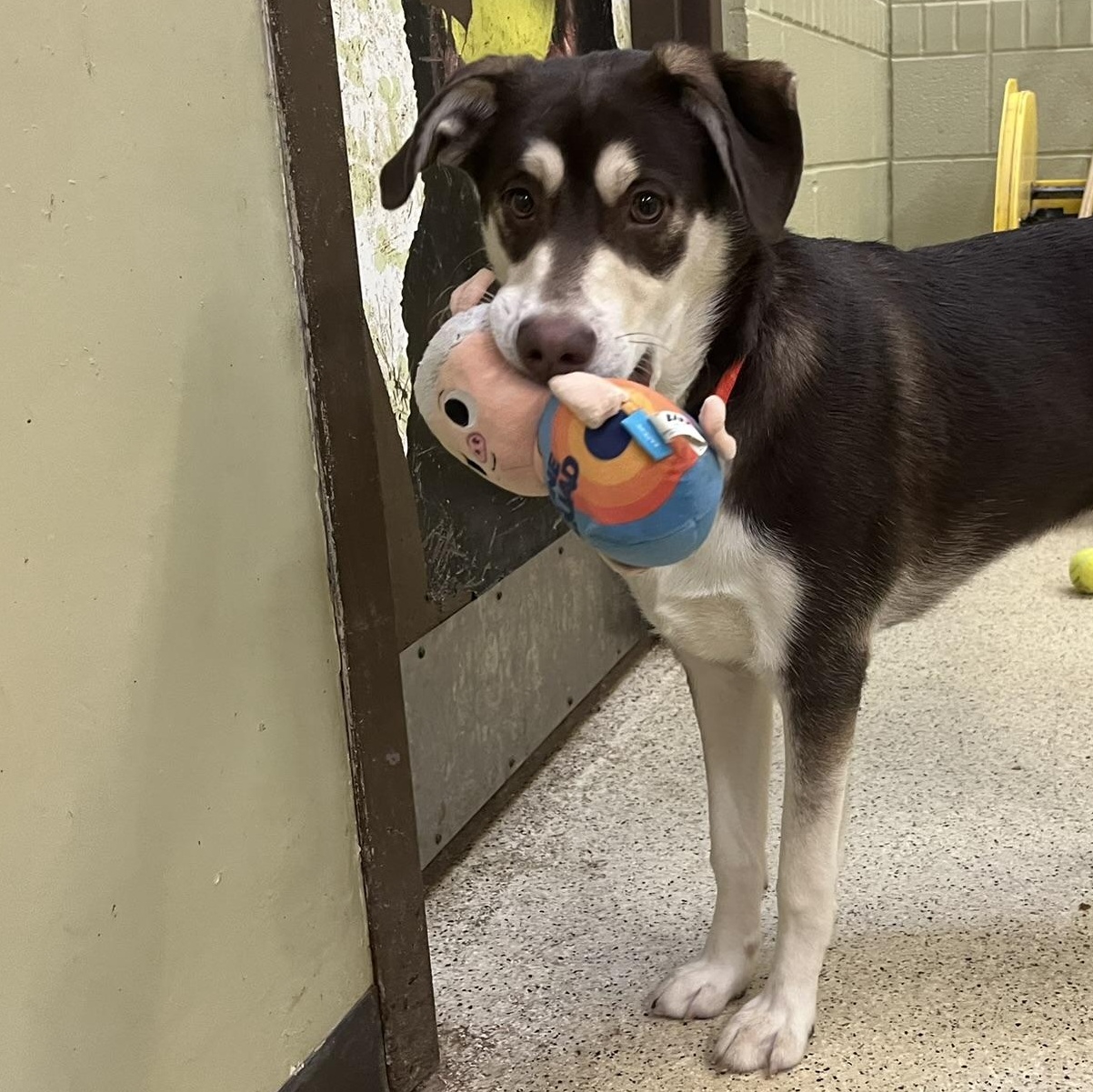 Biscoff — thumbnail 4