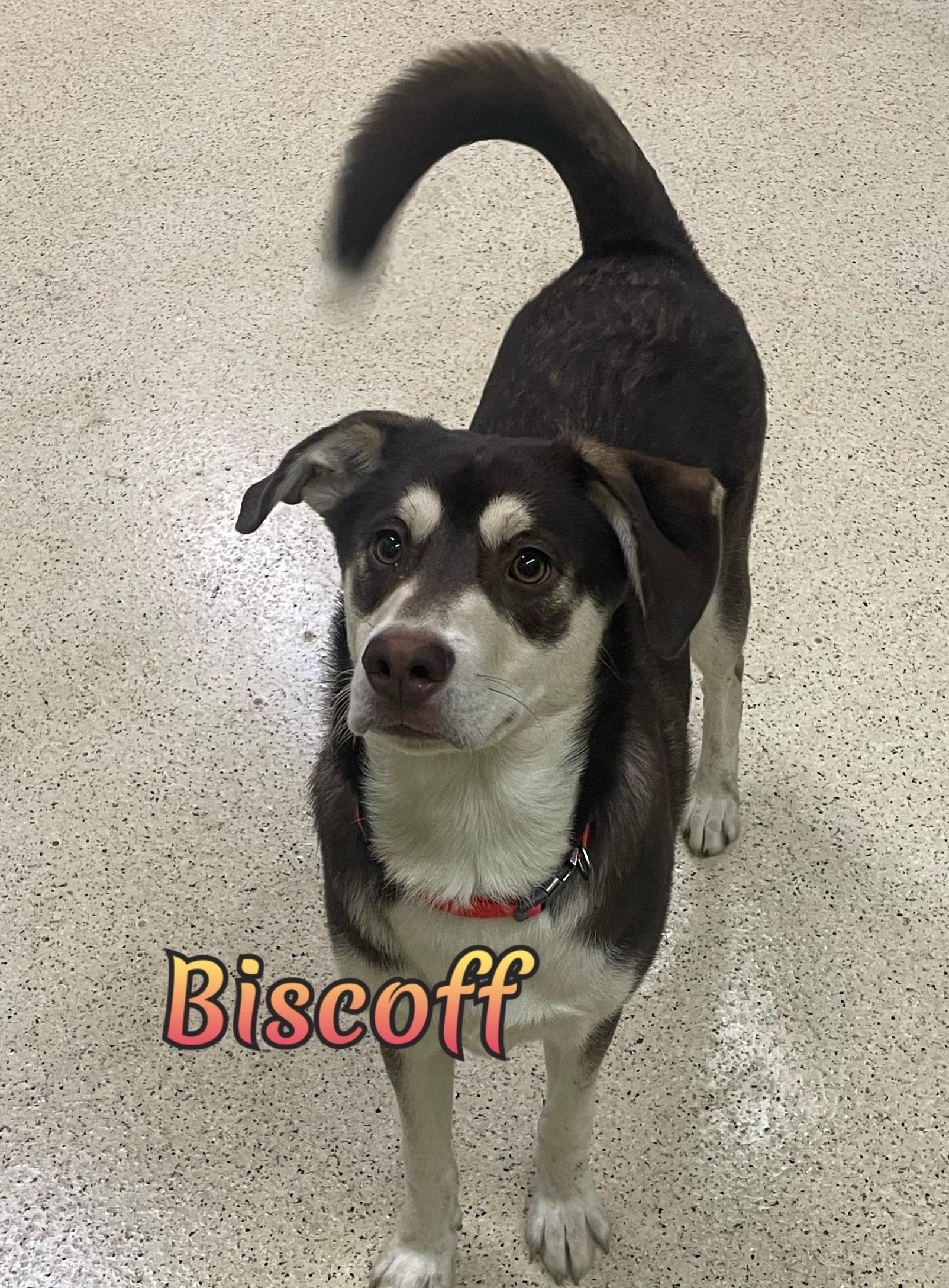 Biscoff — thumbnail 5