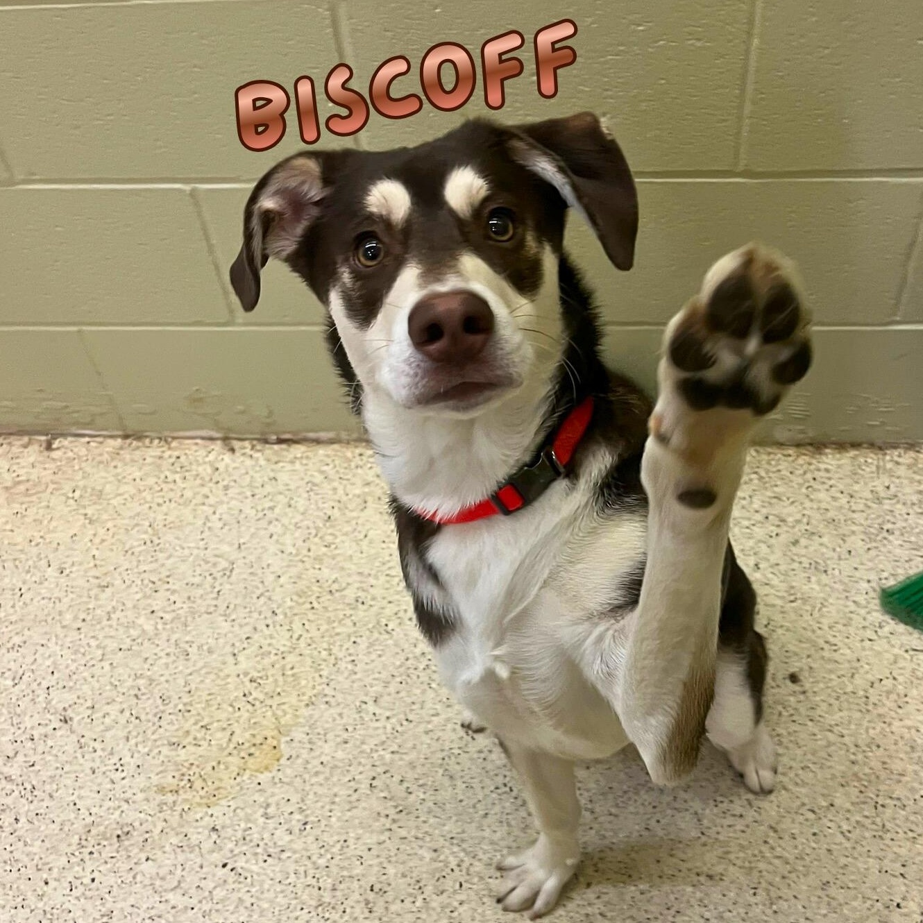 Biscoff — thumbnail 6