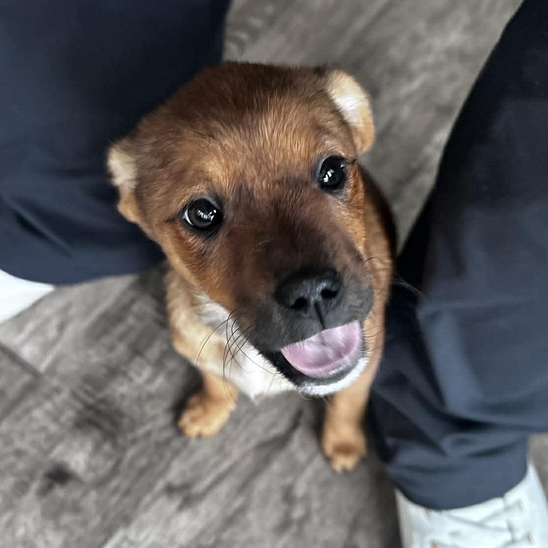 Ruthie, an adopted mixed breed in Rochester, NY image 4/6