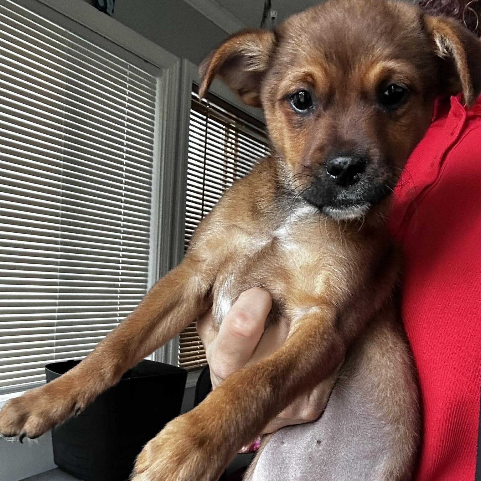 Ruthie, an adopted mixed breed in Rochester, NY image 2/6