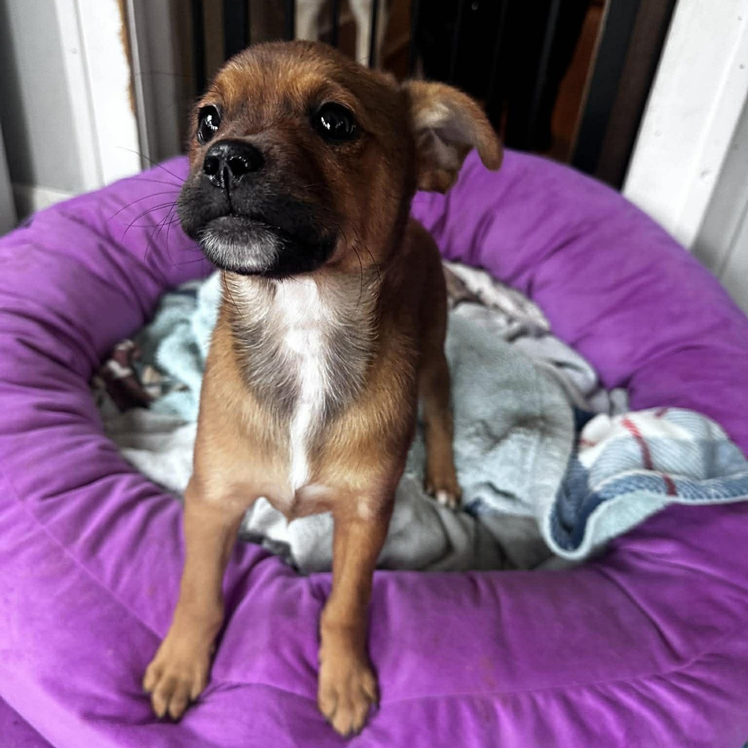 Ruthie, an adopted mixed breed in Rochester, NY image 3/6