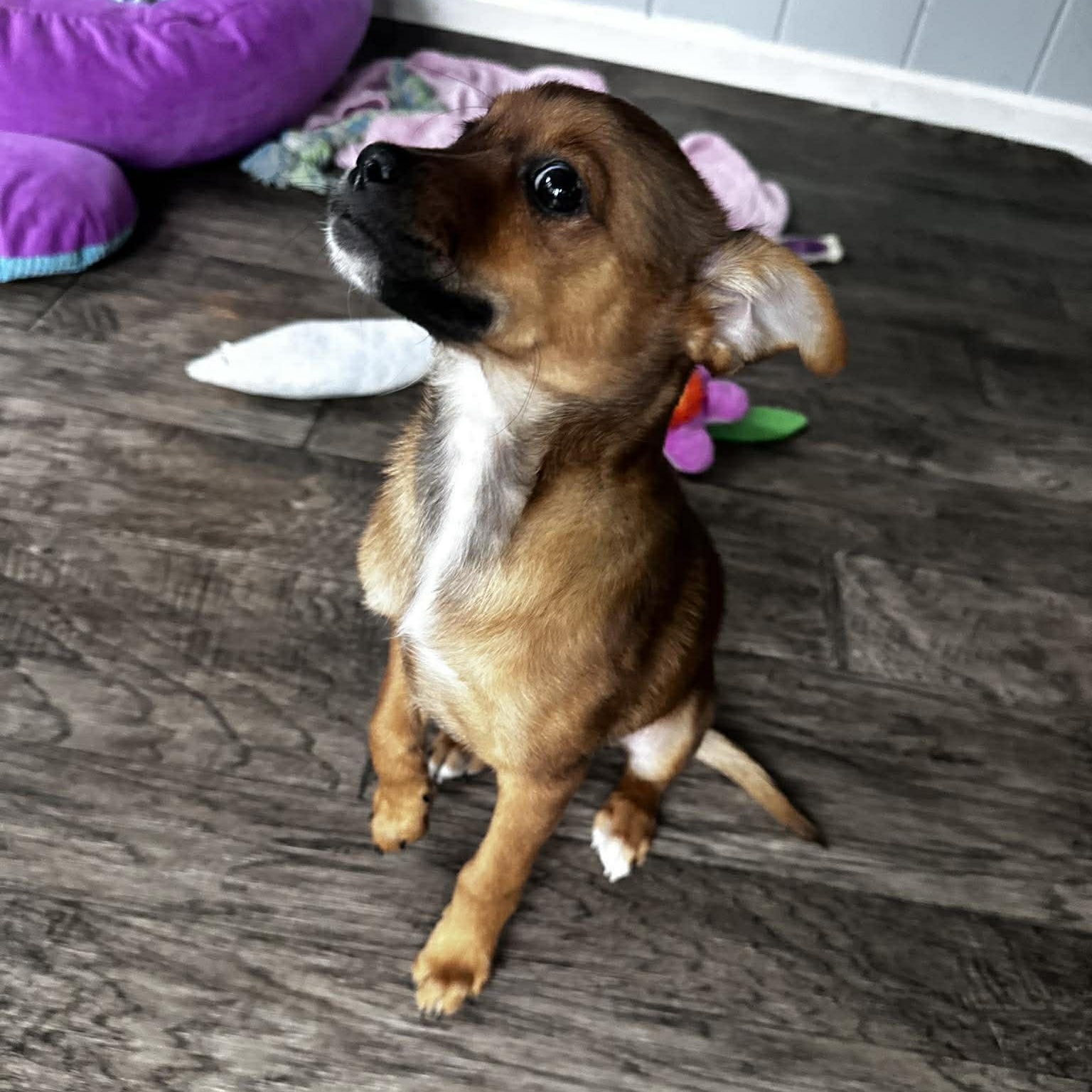 Ruthie, an adopted mixed breed in Rochester, NY image 5/6