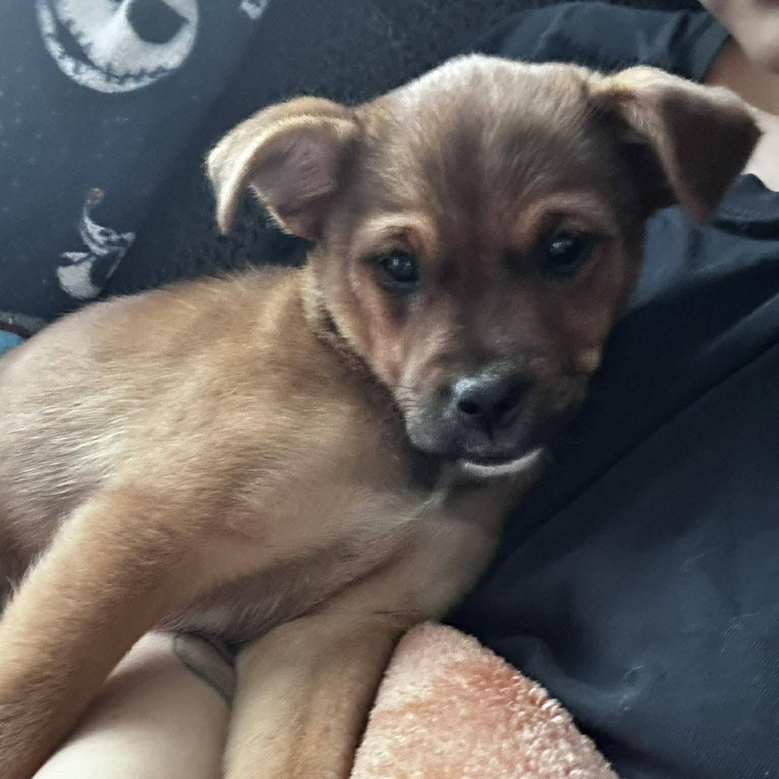 Ruthie, an adopted mixed breed in Rochester, NY image 6/6