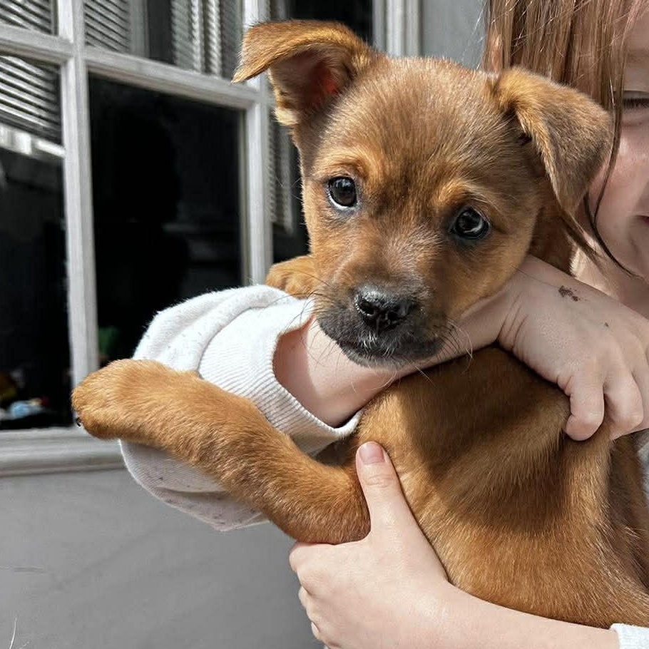 Ruthie, adopted, Puppy Female Maltese & Jack Russell Terrier.