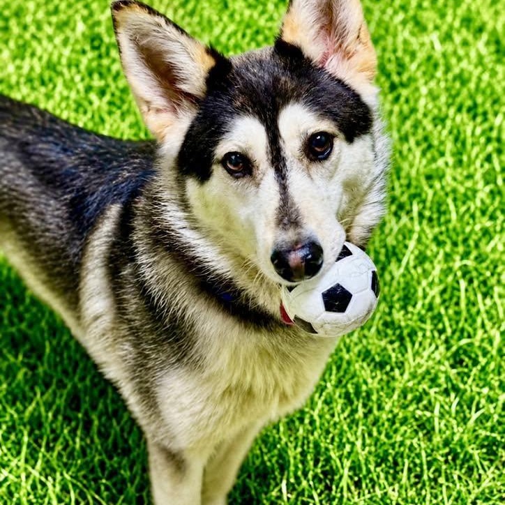 Jim, ADOPTABLE, Young Male Husky.