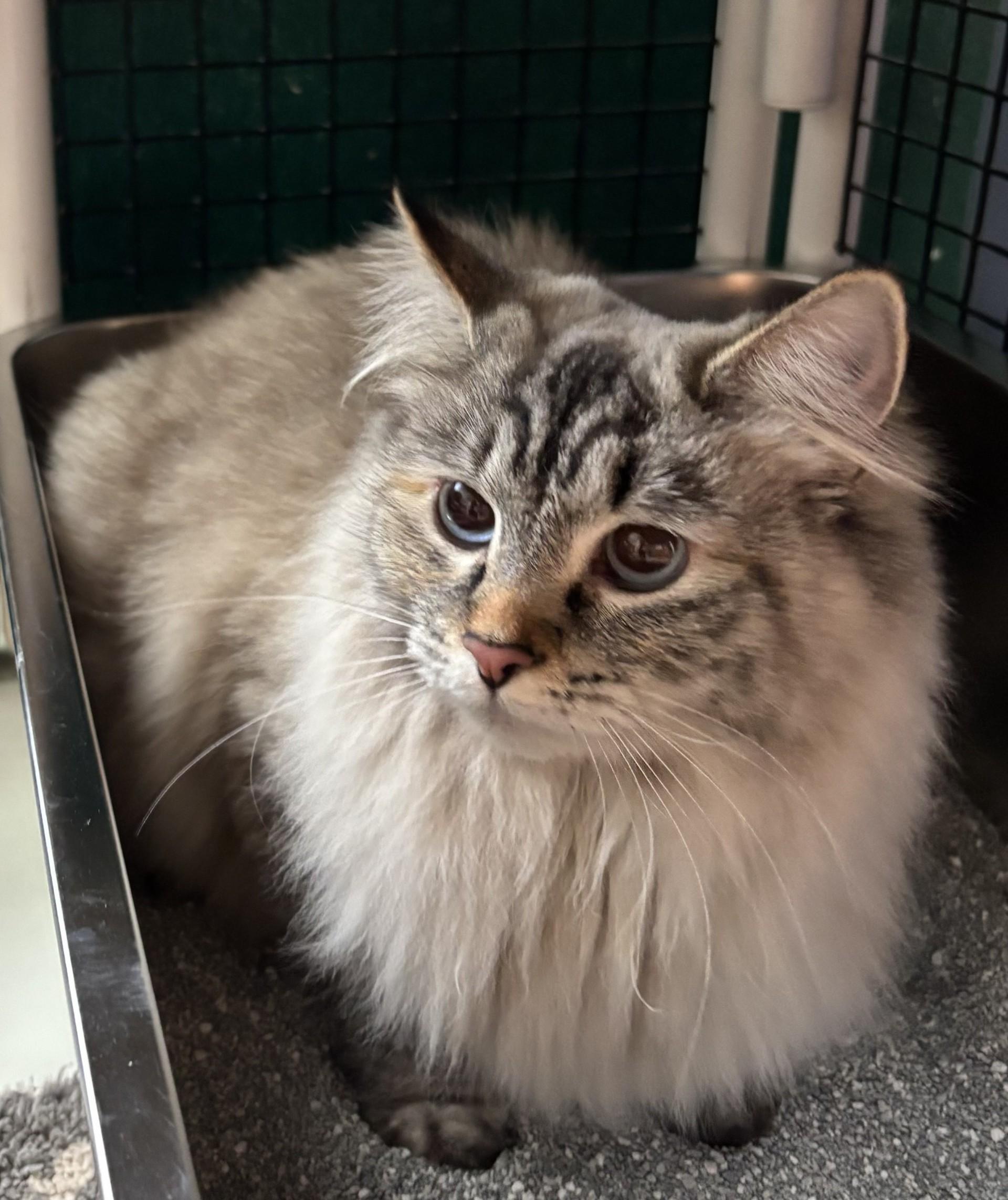 Marcella , ADOPTABLE, Adult Female Domestic Long Hair.