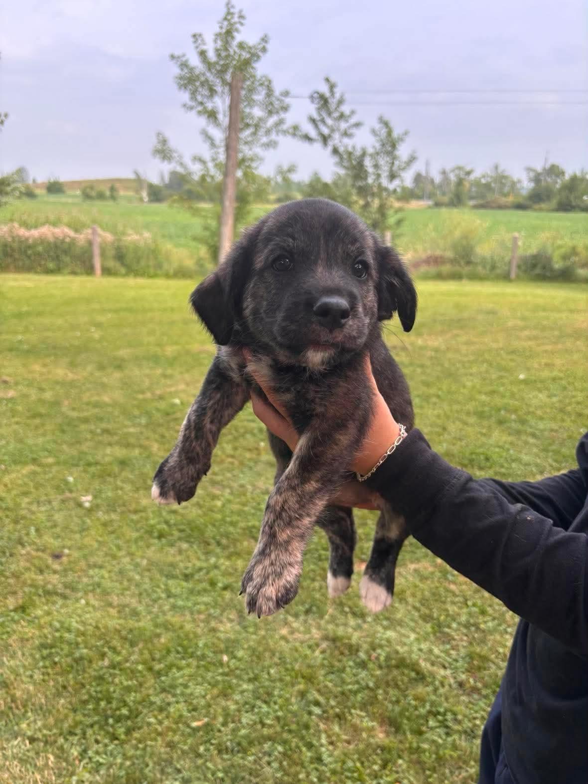 Selma, a ADOPTABLE mixed breed in St Catharines, ON image 1/2