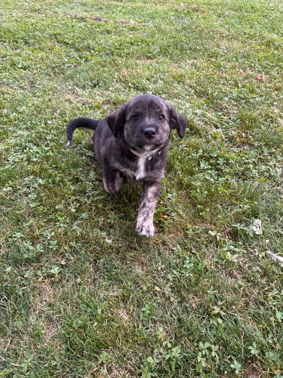 Selma, a ADOPTABLE mixed breed in St Catharines, ON image 2/2