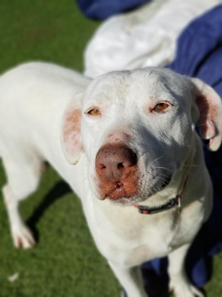 Enlarge Flash, a Adoptable mixed breed in Newport Beach, CA image 1/12