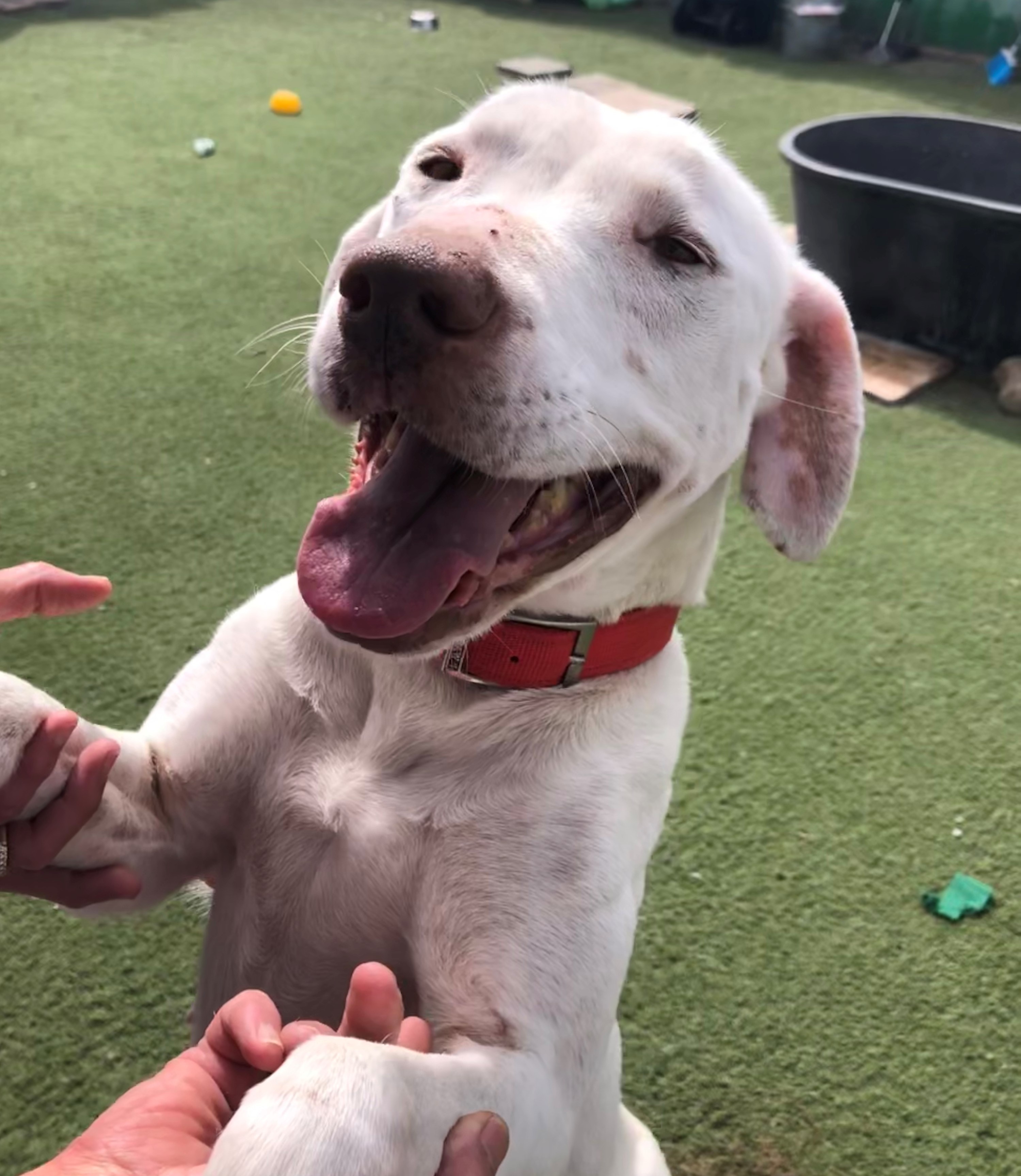 Enlarge Flash, a Adoptable mixed breed in Newport Beach, CA image 2/12