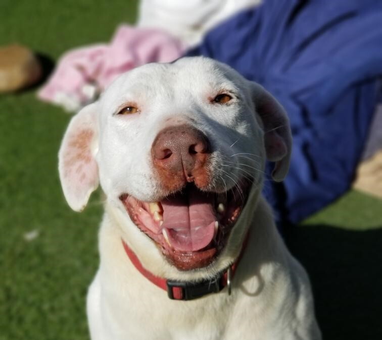 Enlarge Flash, a Adoptable mixed breed in Newport Beach, CA image 3/12