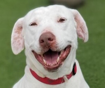 Enlarge Flash, a Adoptable mixed breed in Newport Beach, CA image 4/12