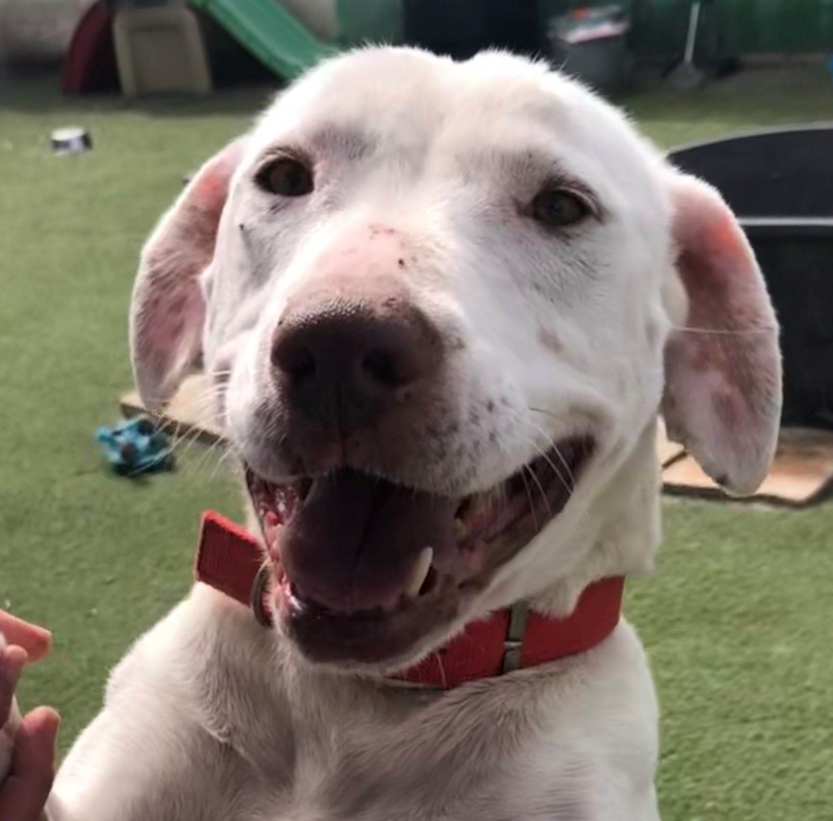 Flash, Adoptable, Adult Female Dalmatian & Labrador Retriever.