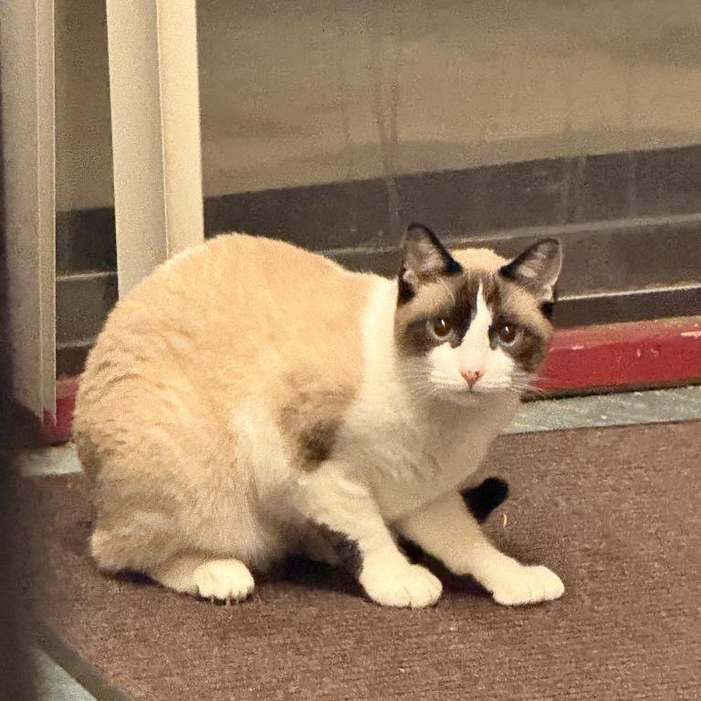 Sugar, Adoptable, Adult Female Snowshoe.