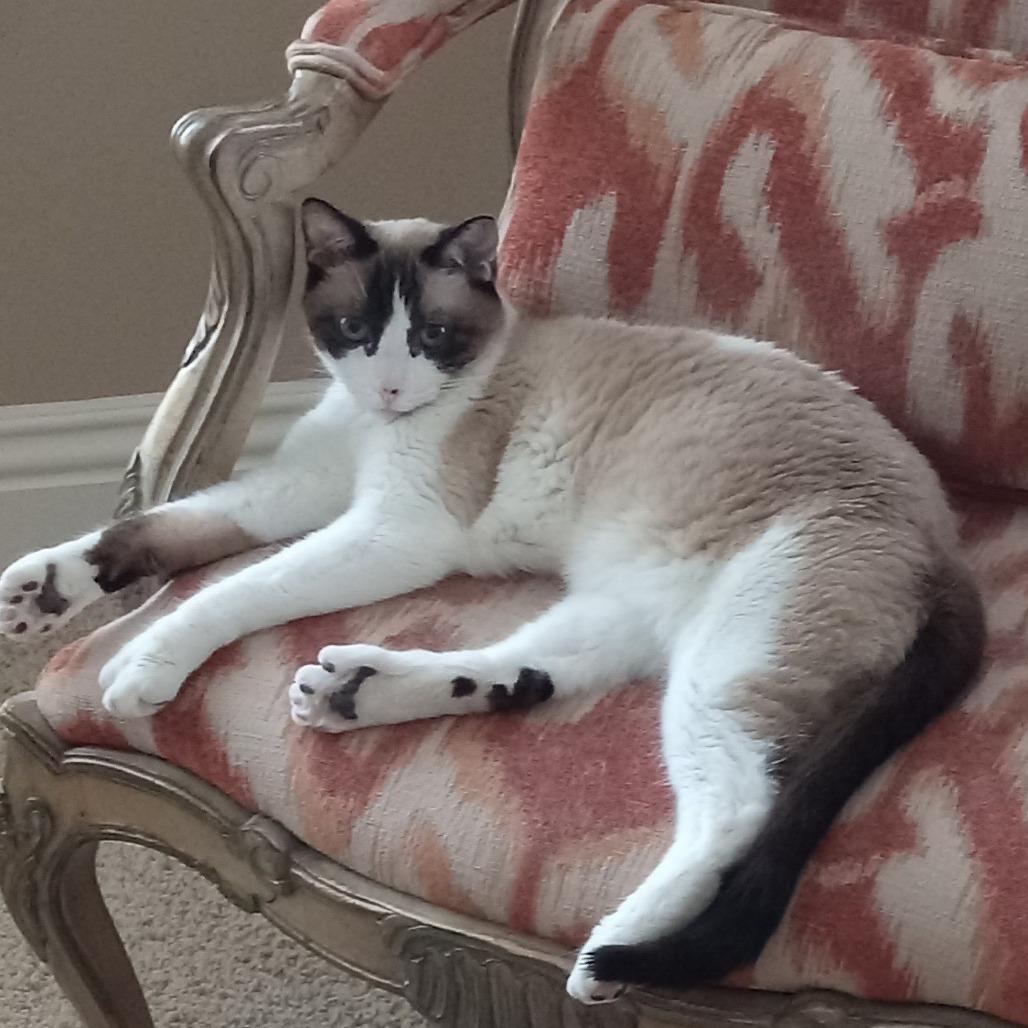 Enlarge Sugar, a Adoptable Snowshoe in Coachella, CA image 2/2