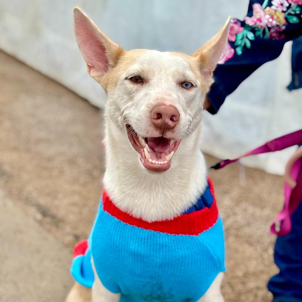 River, Adoptable, Adult Male Husky & Mixed Breed.