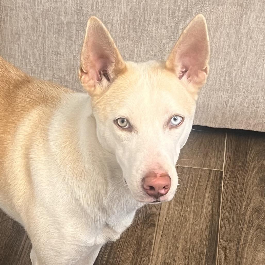 Enlarge River, a Adoptable mixed breed in Midland, TX image 2/4