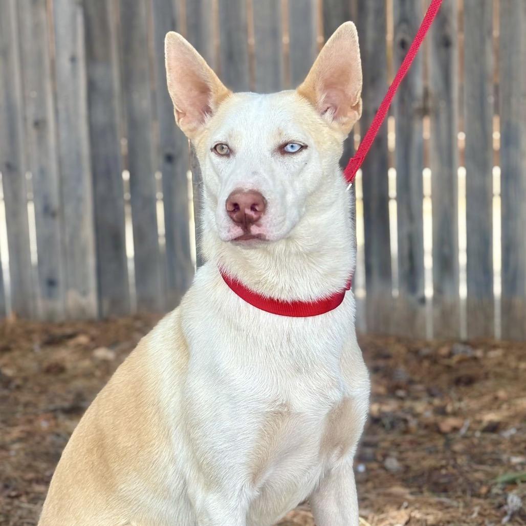Enlarge River, a Adoptable mixed breed in Midland, TX image 3/4