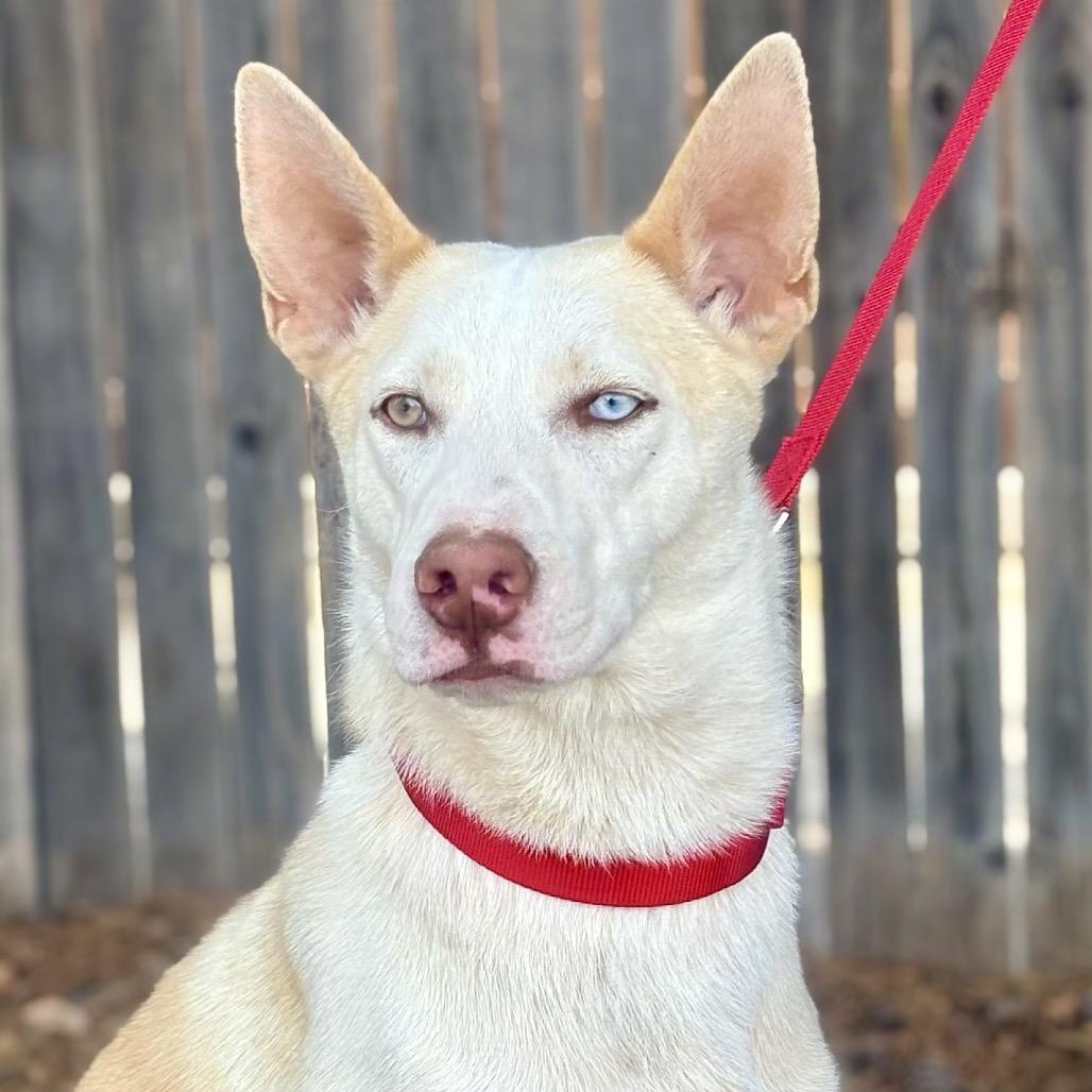 Enlarge River, a Adoptable mixed breed in Midland, TX image 4/4