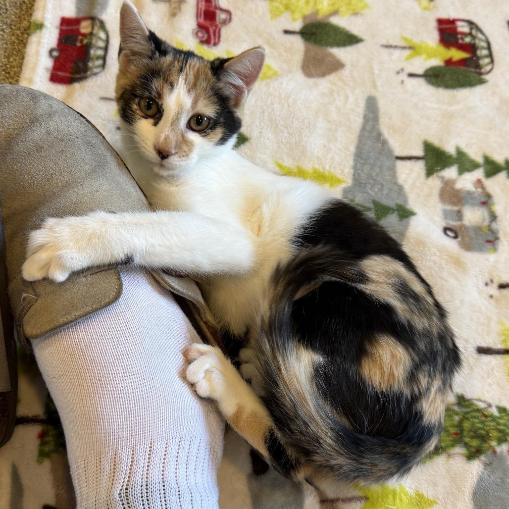 Pucca, Adoptable, Kitten Female Domestic Short Hair.