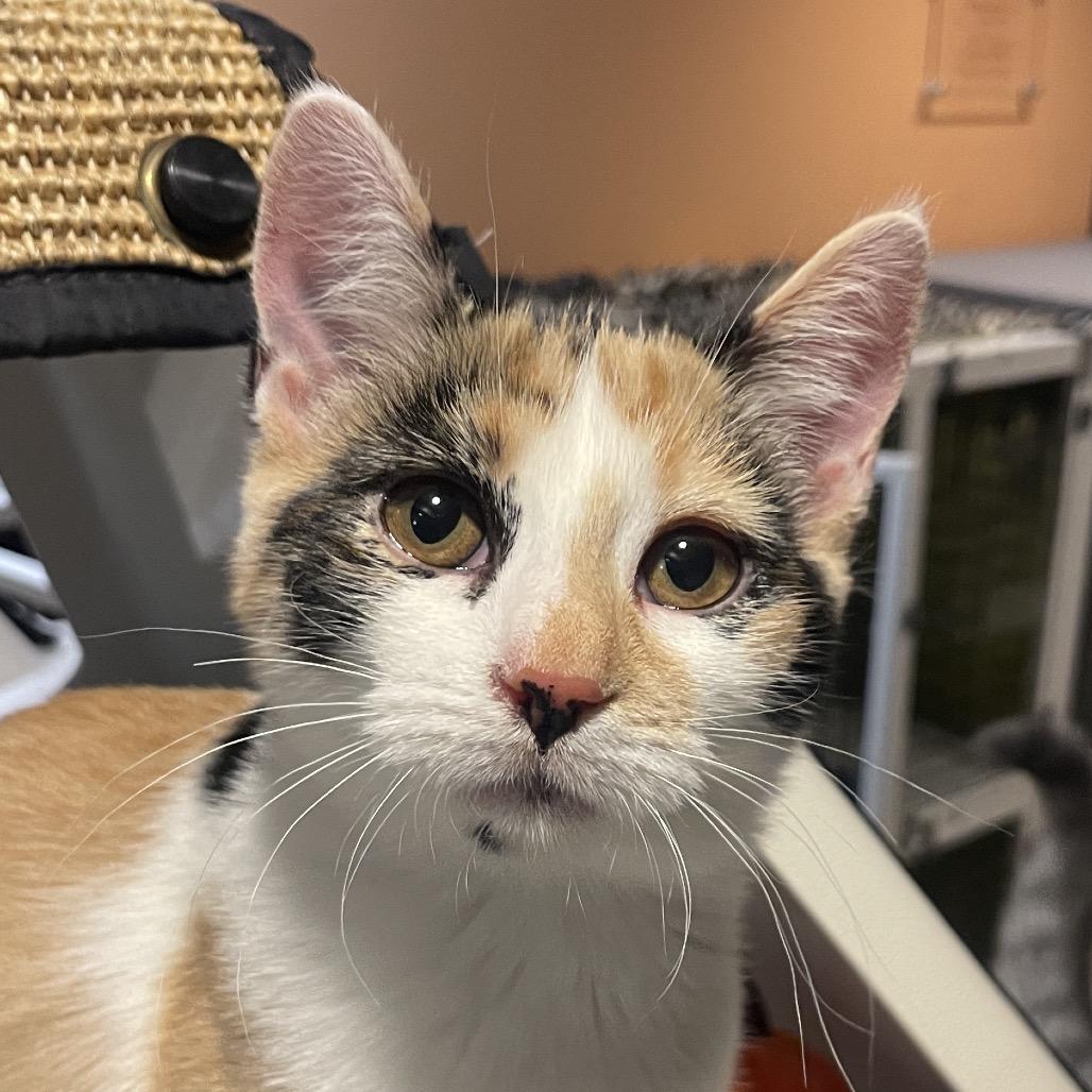 Enlarge Pucca, a Adoptable Domestic Short Hair in Chicago, IL image 2/2